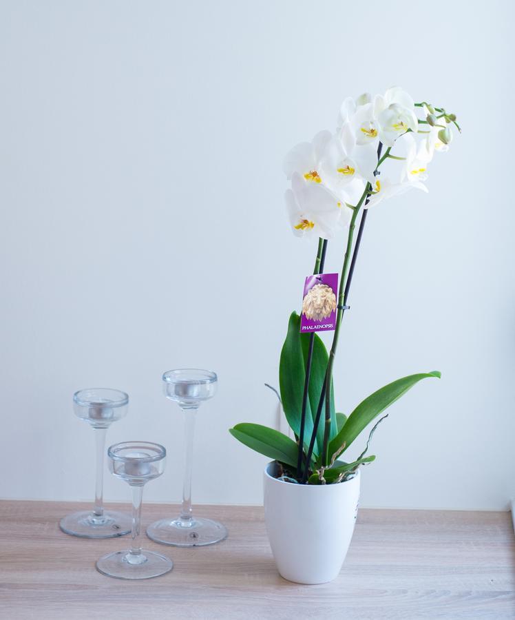Comfort Apartments M&S モスタル エクステリア 写真